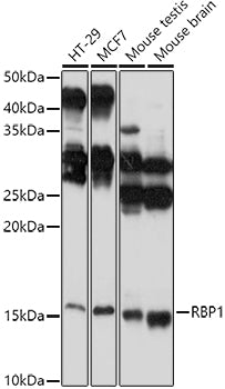 RBP1 Rabbit pAb