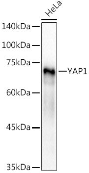 YAP1 Rabbit pAb