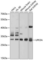 UPK3A Rabbit pAb