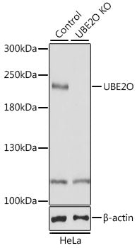 [KO Validated] UBE2O Rabbit pAb