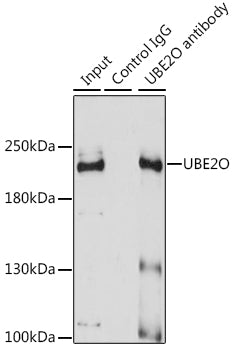 [KO Validated] UBE2O Rabbit pAb