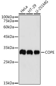 COPE Rabbit pAb