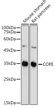 COPE Rabbit pAb