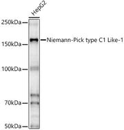 Niemann-Pick type C1 Like-1 Rabbit pAb