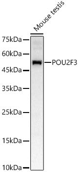 POU2F3 Rabbit pAb