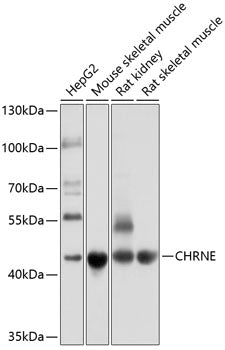 CHRNE Rabbit pAb