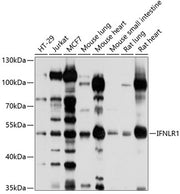 IFNLR1 Rabbit pAb