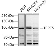 TRPC5 Rabbit pAb