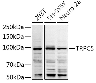 TRPC5 Rabbit pAb