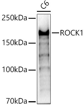 [KO Validated] ROCK1 Rabbit pAb