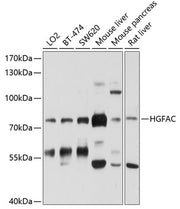 HGFAC Rabbit pAb