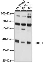 TRIB1 Rabbit pAb