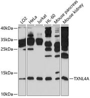 TXNL4A Rabbit pAb