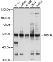 RBM34 Rabbit pAb