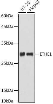 ETHE1 Rabbit pAb