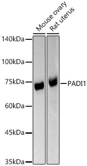 PADI1 Rabbit pAb