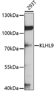 KLHL9 Rabbit pAb