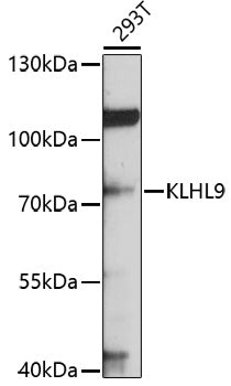 KLHL9 Rabbit pAb