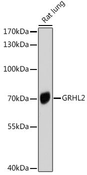 GRHL2 Rabbit pAb