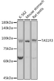 TAS1R3 Rabbit pAb