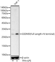 GSDMD (Full length+N terminal) Rabbit pAb