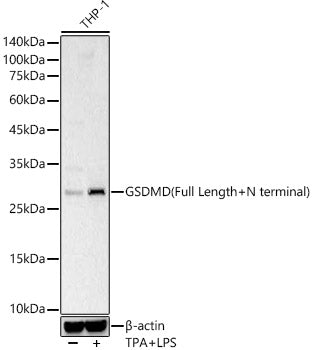 GSDMD (Full length+N terminal) Rabbit pAb