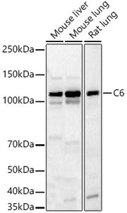 C6 Rabbit pAb