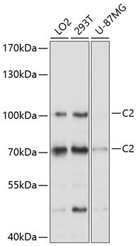 C2 Rabbit pAb