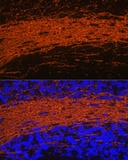 CNPase Rabbit pAb