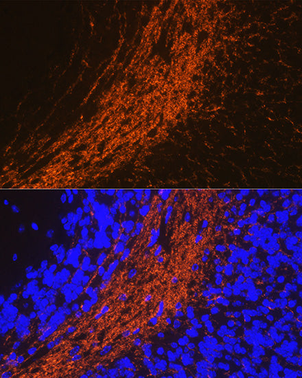 CNPase Rabbit pAb