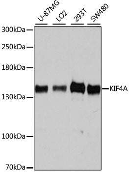 KIF4A Rabbit pAb
