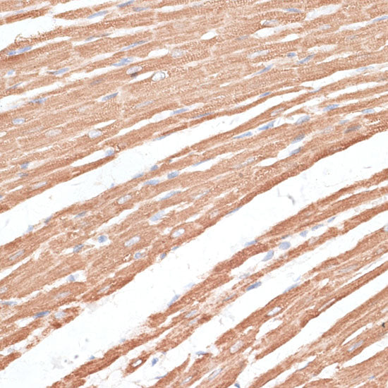 KIF4A Rabbit pAb
