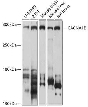 CACNA1E Rabbit pAb