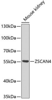 ZSCAN4C Rabbit pAb