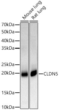 CLDN5 Rabbit pAb