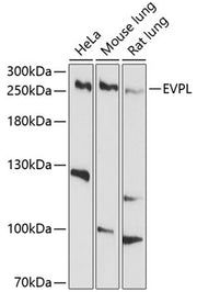 EVPL Rabbit pAb