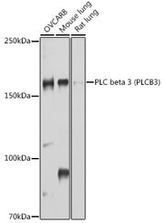 PLC beta 3 (PLCB3) Rabbit pAb