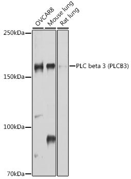 PLC beta 3 (PLCB3) Rabbit pAb