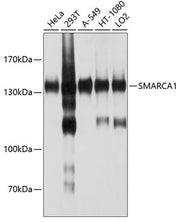 SMARCA1 Rabbit pAb