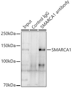 SMARCA1 Rabbit pAb
