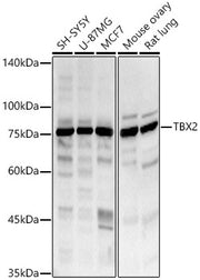 TBX2 Rabbit pAb
