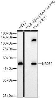 NR2F2 Rabbit pAb