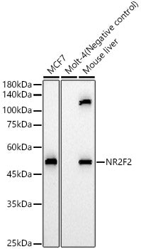 NR2F2 Rabbit pAb