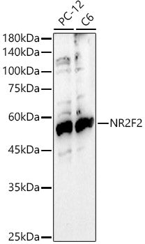 NR2F2 Rabbit pAb