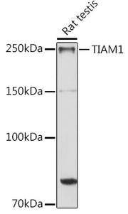 TIAM1 Rabbit pAb