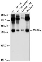 TSPAN4/NAG-2 Rabbit pAb