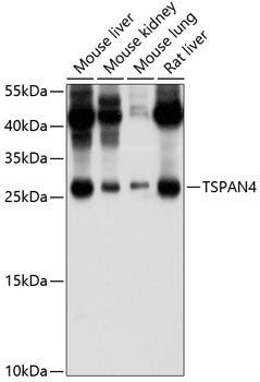 TSPAN4/NAG-2 Rabbit pAb
