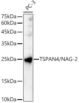 TSPAN4/NAG-2 Rabbit pAb