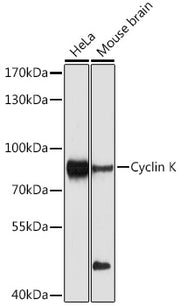 Cyclin K Rabbit pAb