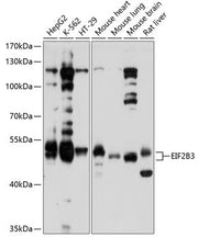 EIF2B3 Rabbit pAb